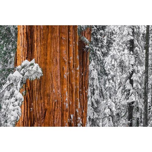 Giant Sequoia in the Congress Grove in winter-Giant Forest-Sequoia National Park-California-USA